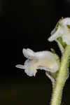 Texas lady's tresses